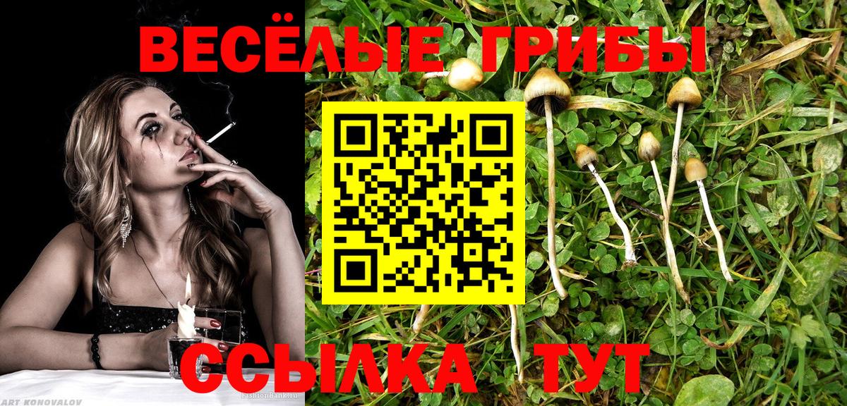где купить наркоту  Вход с VPN  Кириши  Псилоцибиновые грибы мухоморы 